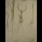Watercolors & Lithographs of Borromée