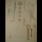 Watercolors & Lithographs of Borromée