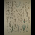 Watercolors & Lithographs of Borromée