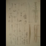 Watercolors & Lithographs of Borromée