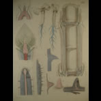 Watercolors & Lithographs of Borromée