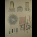 Watercolors & Lithographs of Borromée
