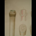 Watercolors & Lithographs of Borromée
