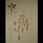 Watercolors & Lithographs of Borromée