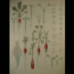 Watercolors & Lithographs of Borromée