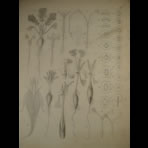 Watercolors & Lithographs of Borromée