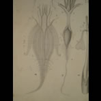 Watercolors & Lithographs of Borromée