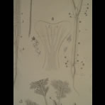 Watercolors & Lithographs of Borromée