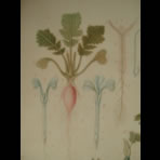 Watercolors & Lithographs of Borromée