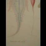 Watercolors & Lithographs of Borromée