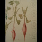 Watercolors & Lithographs of Borromée
