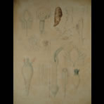 Watercolors & Lithographs of Borromée
