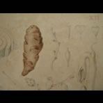 Watercolors & Lithographs of Borromée
