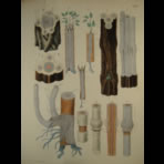 Watercolors & Lithographs of Borromée