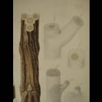 Watercolors & Lithographs of Borromée