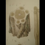 Watercolors & Lithographs of Borromée