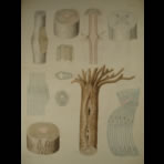 Watercolors & Lithographs of Borromée