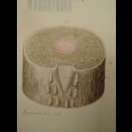 Watercolors & Lithographs of Borromée