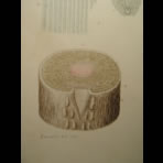 Watercolors & Lithographs of Borromée