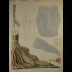 Watercolors & Lithographs of Borromée