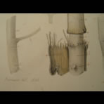 Watercolors & Lithographs of Borromée