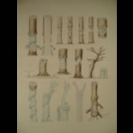 Watercolors & Lithographs of Borromée