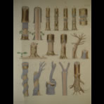 Watercolors & Lithographs of Borromée
