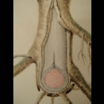 Watercolors & Lithographs of Borromée