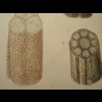 Watercolors & Lithographs of Borromée