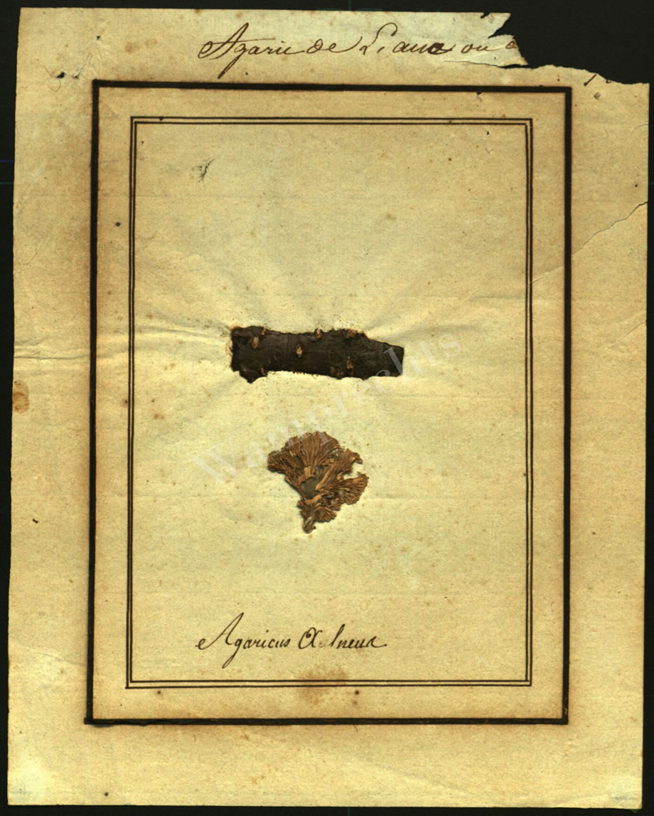 Scientific Notes of Gaudichaud Beaupré