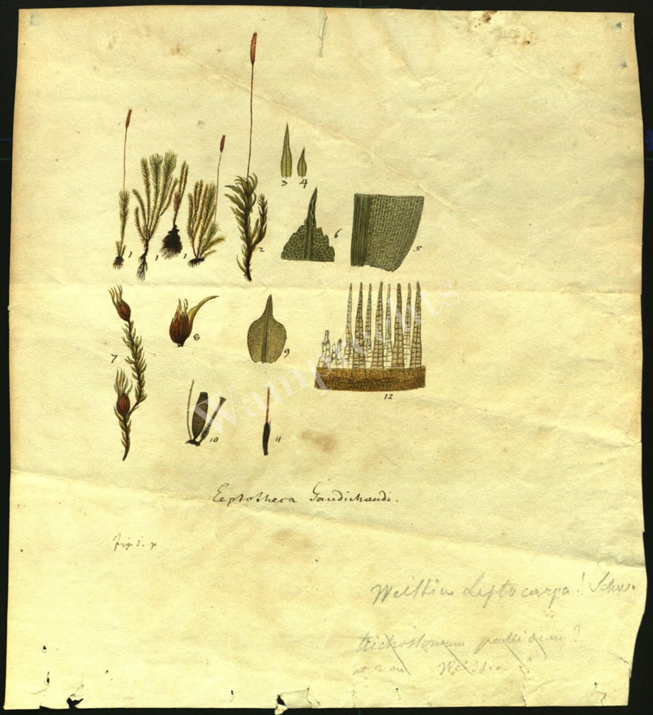 Scientific Notes of Gaudichaud Beaupré