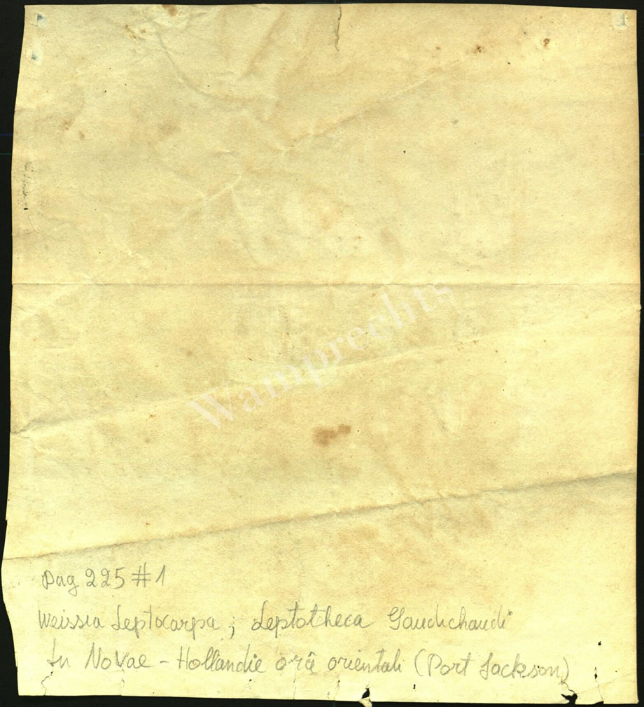 Scientific Notes of Gaudichaud Beaupré