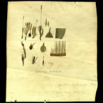 Scientific Notes of Gaudichaud Beaupré